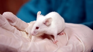 Felçli fareler kök hücre tedavisiyle yürüdü