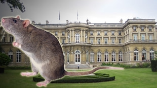 Fransada bakanlıklarda fare istilası