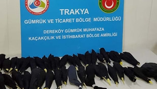 Dereköy Sınır Kapısında otomobilde 45 papağan bulundu