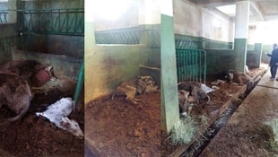 Erzurumda çobanın açlığa terkettiği 20 büyükbaş hayvan telef oldu