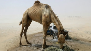 Katarlı develeri sınır dışı ettiler!