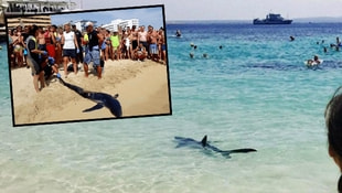 Akdenizin ünlü plajında köpekbalığı paniği