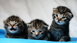 Fransada tek tek zehirleniyorlar!  