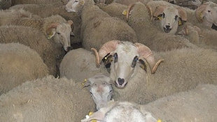 Köyüne dönene 300 koyun artı maaş