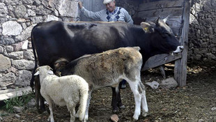 Şap hastalığı insana bulaşır mı? Şap hastalığı nedir? Şapın etkileri