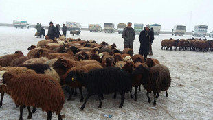 Ağrı'da "şap" karantinası