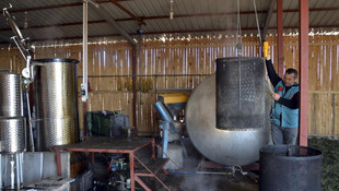 - Ardıcın yağı ve suyunu çıkartıyorlar