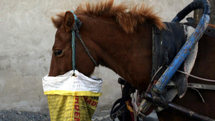 At arabalarına da plaka takıldı