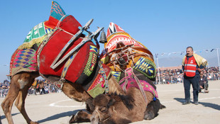 Aydın'da deve güreşi şenliği