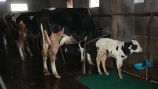 Bolu'da şap karantinası