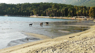 Muğlada deniz 20 metre çekildi!