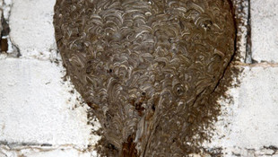 Dev arı yuvası müzede sergilenecek