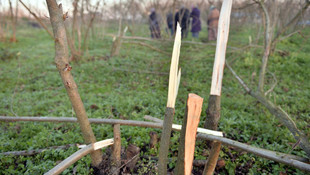 Düzce'de 35 dönüm fındık bahçesiyle 240 ağacın tahrip edilmesi