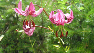 Orman ve Su İşleri Bakanı Eroğlu: