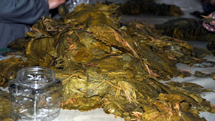 Erbaa bağ yaprağının markalaştırılması çabaları