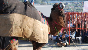 Geleneksel Koçarlı Deve Güreşleri