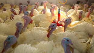 "Hindi alırken hijyene dikkat"