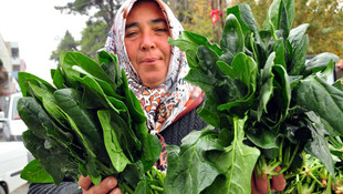 Ispanak'ta hasat zamanı