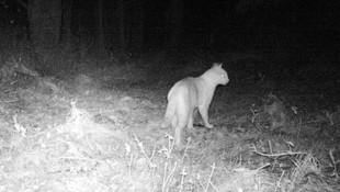 Kırıkkale'de yaban kedisi görüntülendi