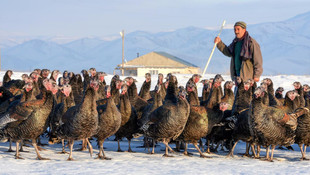 Köy hindisine yılbaşı rağbeti