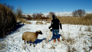 Koyun ve yeni doğan yavrusu donmak üzereyken bulundu