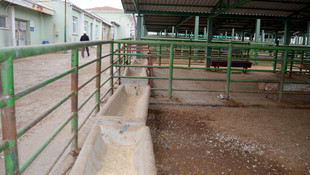 Malatya'da şap karantinası