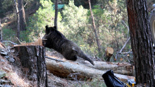Muğla'da kuyuya düşen yaban domuzu kurtarıldı
