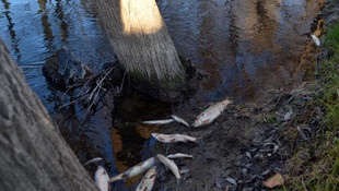 Porsuk Çayı'nda toplu balık ölümleri iddiası