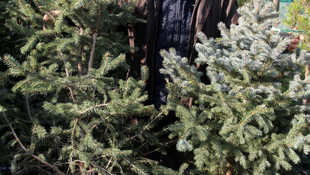 Sahibinden kiralık yılbaşı çamı