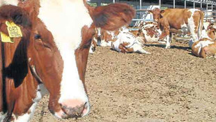 Sivasta şap hastalığı! Şap hastalığı nedir? Şap hastalığının belirtileri nelerdir? Şap hastalığı nasıl teşhis edilir? Şap hastalığından nasıl korunulur?