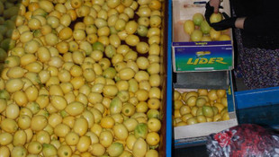 Silifke'de "Yatak limon" hazırlığı