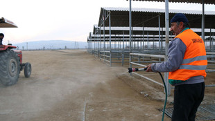 Sivas'ta şap hastalığı karantinası