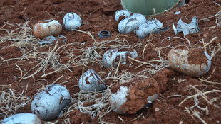 Rus uçakları İdlib'te yerleşim yerini vurdu