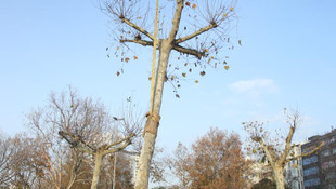 Taksim Meydanı'na yeni ağaçlar