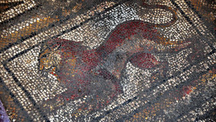 Osmaniyede sondaj çalışmasında Roma mozaiği bulundu