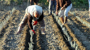 "Trakya, Türkiye'nin lavanta bahçesi olacak"