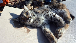 Tunceli'de yaralı bulunan vaşak tedavi altına alındı
