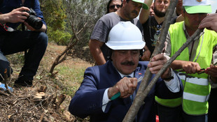 Yabani zeytinler aşılanarak ekonomiye kazandırılıyor