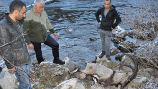 Yaralı dağ keçisi kurtarılırken telef oldu