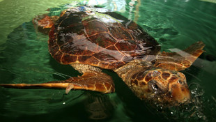 Yaralı kaplumbağaları 50 bin kişi ziyaret etti