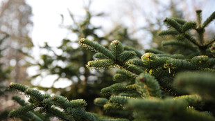 Kaçak çam ağacı kesenlere yönelik tatbikat