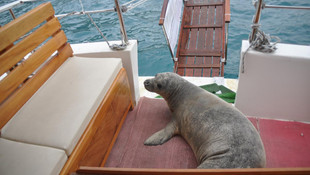 Akdeniz foku, yat limanındaki tekneye sığındı
