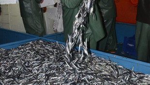 Balıkçıların hamsi sevinci