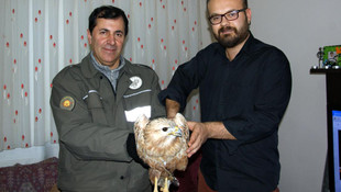 Bilecik'te yaralı kızıl şahin koruma altına alındı