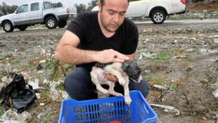 Çayda mahsur kalan yavru köpekler kurtarıldı