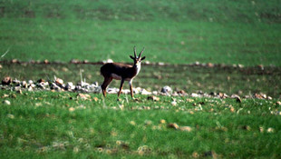 Dağ ceylanları gözlem etkinliği