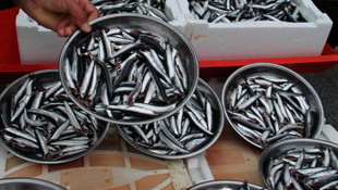 Gürcü hamsisi tezgahlarda