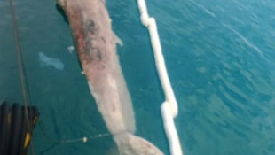 İskeleye ölü balina yavrusu vurdu