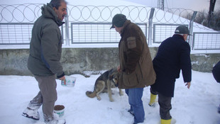 İstanbul'da yaban hayvanları için doğaya yem bırakıldı