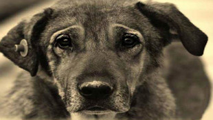 Sokak köpeğinin ensesindeki 600 gramlık tümör alındı